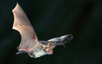 Cost of ‘bat shed’ to protect colony near HS2 has topped £100m, chair says