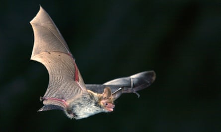 Cost of ‘bat shed’ to protect colony near HS2 has topped £100m, chair says