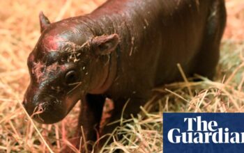 Edinburgh zoo’s pygmy hippo Haggis could be internet rival to Moo Deng