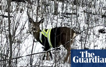 Elusive deer spotted wearing high-vis jacket in Canada: ‘Who is responsible?’