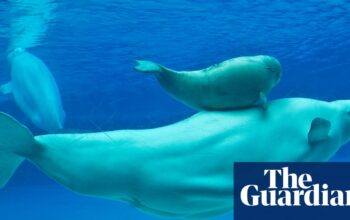 Outrage against Canada’s Marineland theme park after fifth beluga dies