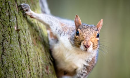 Grey squirrel astride a tree