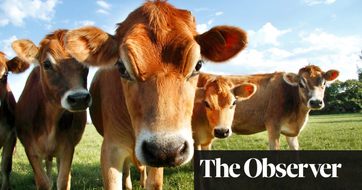 Scientists dismayed as UK ministers clear way for gene editing of crops – but not animals