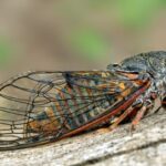 Slovenian girl, 12, saves project aiming to reintroduce cicadas to New Forest