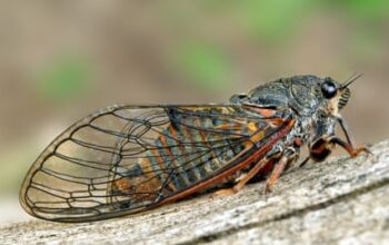 Slovenian girl, 12, saves project aiming to reintroduce cicadas to New Forest