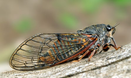 Slovenian girl, 12, saves project aiming to reintroduce cicadas to New Forest