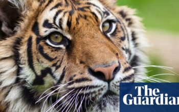 South African tiger farms illegally smuggling body parts, says charity