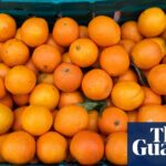 Spain’s floods force some UK sellers to buy oranges from southern hemisphere