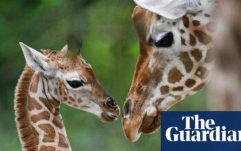 US moves to list giraffes under Endangered Species Act for first time