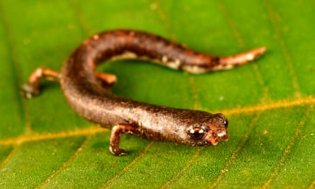 A salamander on a leaf