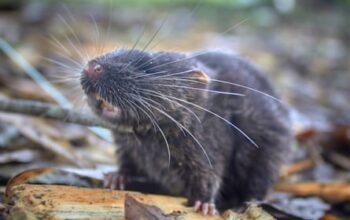 Blob-headed fish and amphibious mouse among 27 new species found in ‘thrilling’ Peru expedition