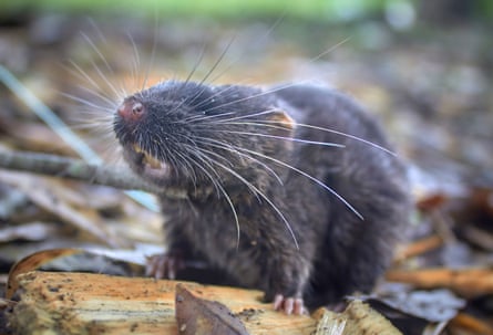 Blob-headed fish and amphibious mouse among 27 new species found in ‘thrilling’ Peru expedition