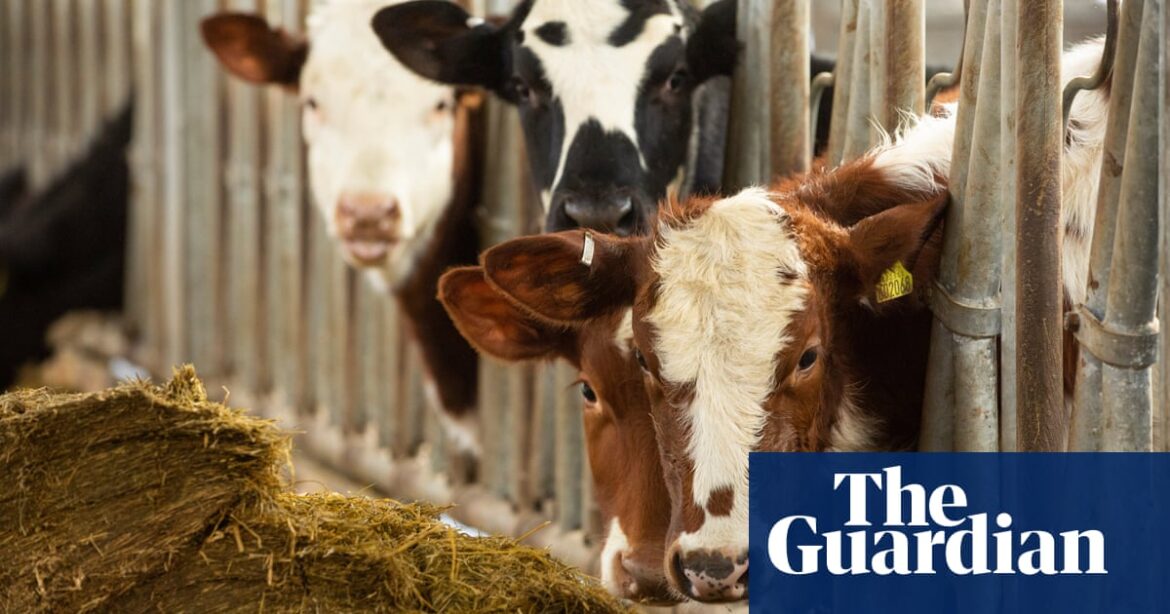 Ministers must reassure consumers feeding cattle Bovaer is safe, says Lady Sheehan