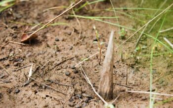 Photographs reveal first glimpse of uncontacted Amazon community