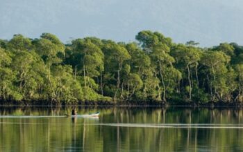 Protection deal for Amazon rainforest in peril as big business turns up heat