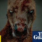 Rippy review – kangaroo slasher bounces into Cocaine Bear territory