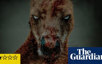 Rippy review – kangaroo slasher bounces into Cocaine Bear territory