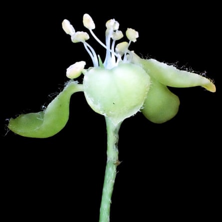 closeup of green plant with yellow tendrils