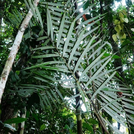 a  palm in a forest