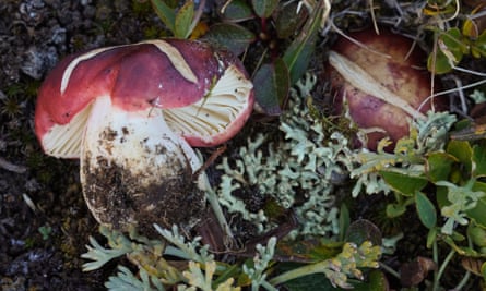 Toadstool with teeth and ghostly palm among plant and fungus finds of 2024