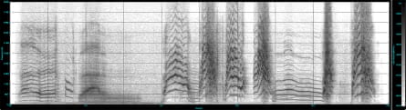 Brookes’ spectrogram of the Wilhelm Miaow.