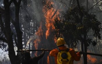 Brazil fires consumed wilderness area larger than Italy in 2024 – report