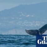 Humpback whales back in Britain, with rise in sightings from Kent to Isles of Scilly