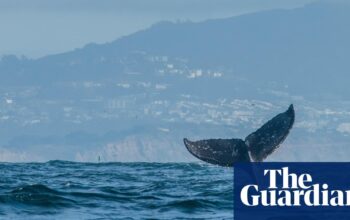 Humpback whales back in Britain, with rise in sightings from Kent to Isles of Scilly