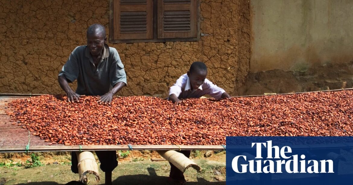 Climate crisis contributing to chocolate market meltdown, research finds