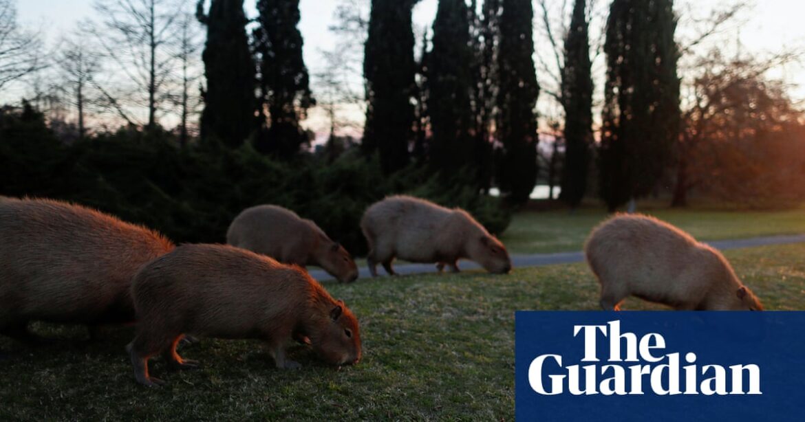 Contraception for capybaras: Buenos Aires suburb’s rodent plan stirs debate