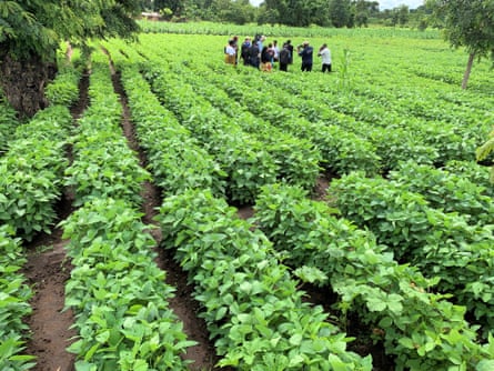 A huddle of people stand amid rows of crops.