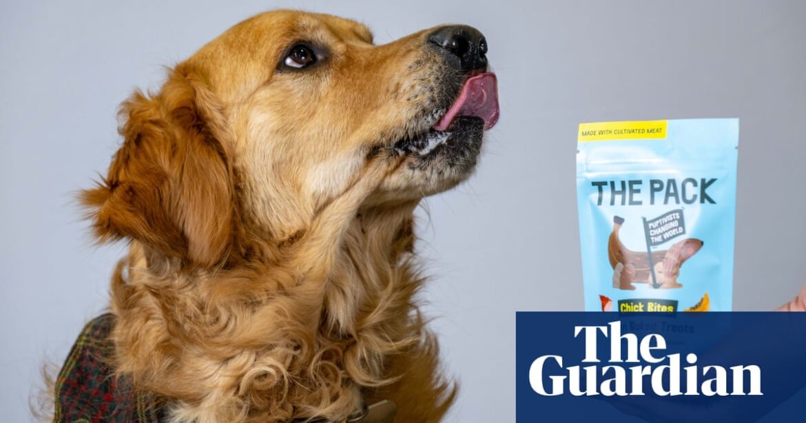 Dog treat made from lab-grown meat on sale in UK as retailer claims a ‘world first’