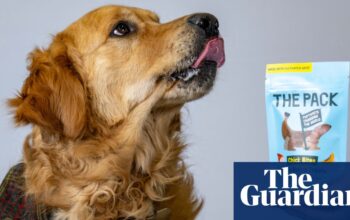 Dog treat made from lab-grown meat on sale in UK as retailer claims a ‘world first’