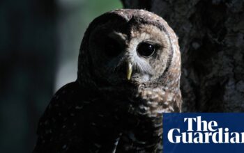 Love rats: Canadians get chance to feed rodents named after old flames to owls