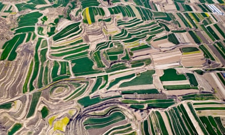 An aerial view of green and yellow terraces 