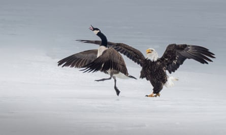 a Canada goose and a bald eagle fighting