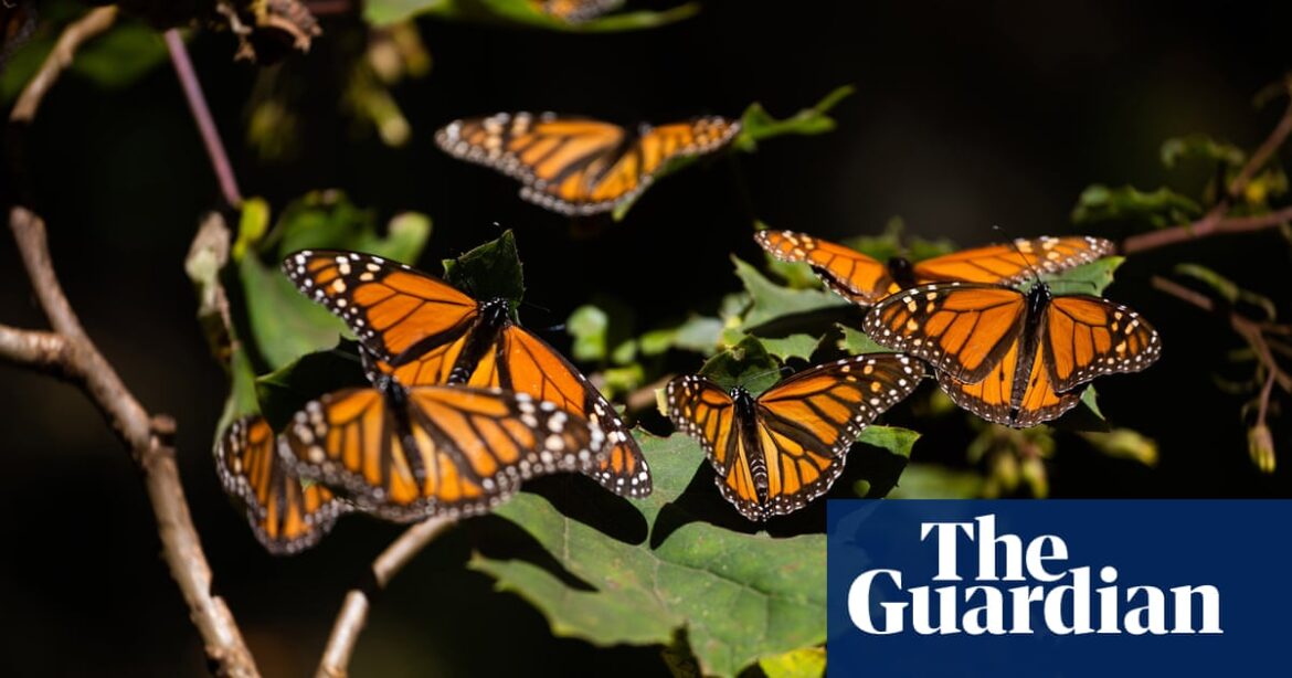 Eastern monarch butterfly population doubles in a year