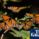 Eastern monarch butterfly population doubles in a year