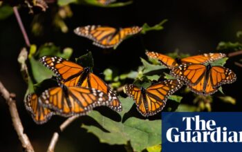 Eastern monarch butterfly population doubles in a year