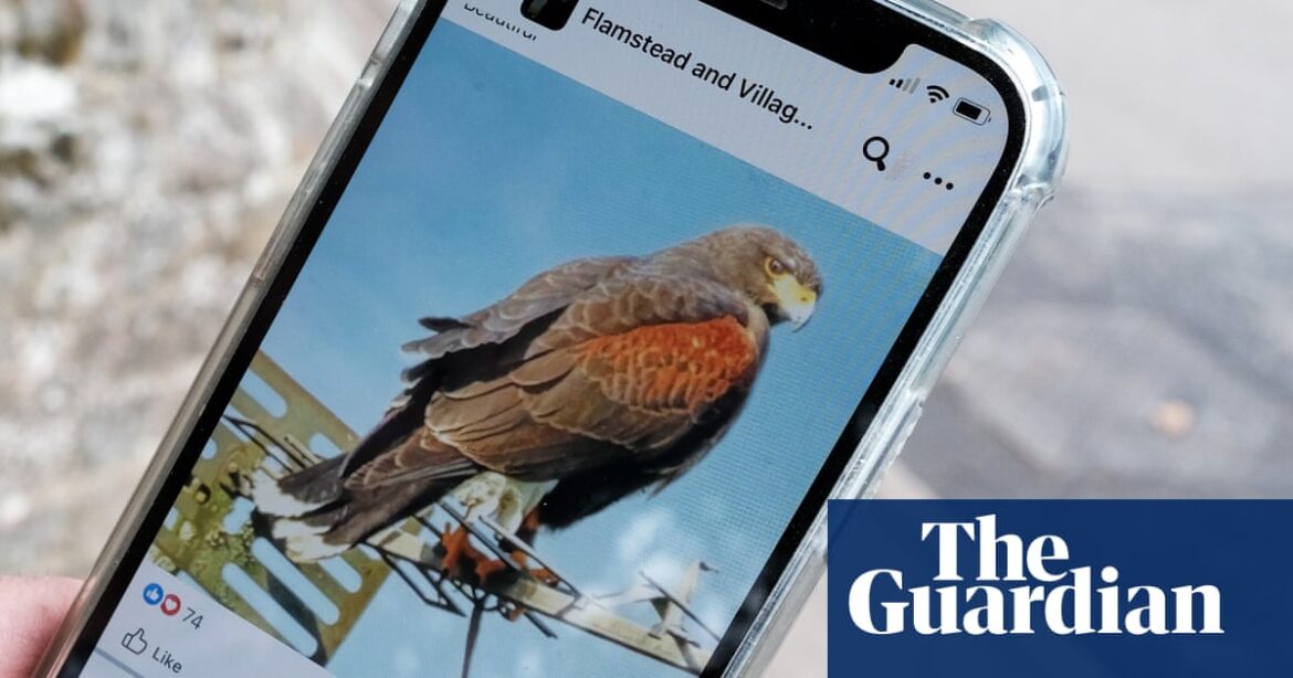 Falconer ‘extremely close’ to catching hawk attacking Hertfordshire villagers