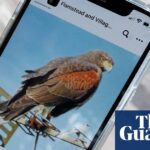 Falconer ‘extremely close’ to catching hawk attacking Hertfordshire villagers