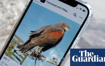 Falconer ‘extremely close’ to catching hawk attacking Hertfordshire villagers