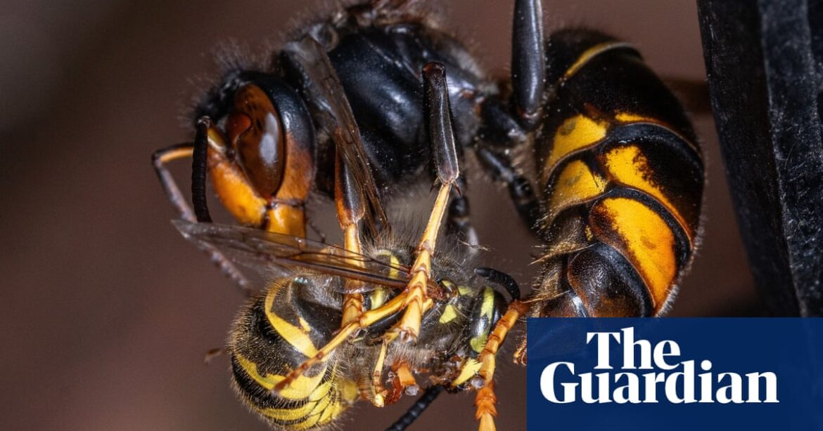 Invasive Asian hornets ‘preying on’ hundreds of native insect species in Europe