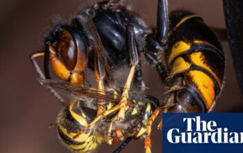 Invasive Asian hornets ‘preying on’ hundreds of native insect species in Europe