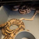 ‘Like a horror scene’: animal charity rescues 70 starving snakes from property near Durham