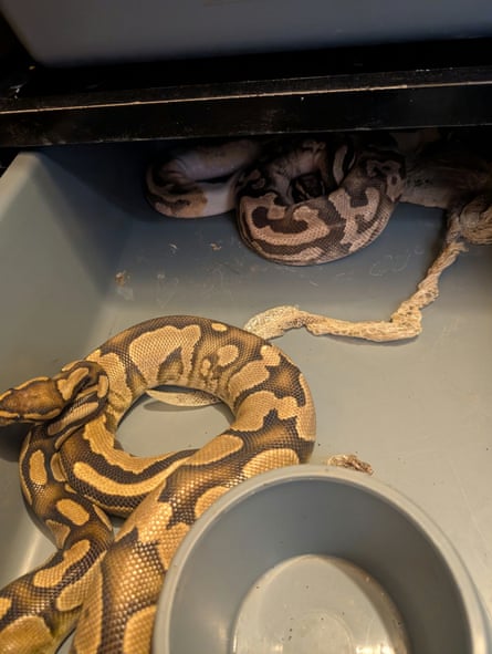 ‘Like a horror scene’: animal charity rescues 70 starving snakes from property near Durham