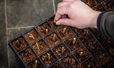 Cuttings being planted in tray.