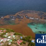 Scientists identify ‘tipping point’ that caused clumps of toxic Florida seaweed