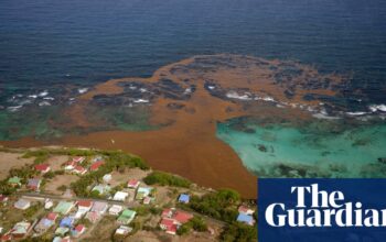 Scientists identify ‘tipping point’ that caused clumps of toxic Florida seaweed