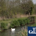 Attempt to protect England’s rare chalk streams in planning bill rejected by Labour MPs